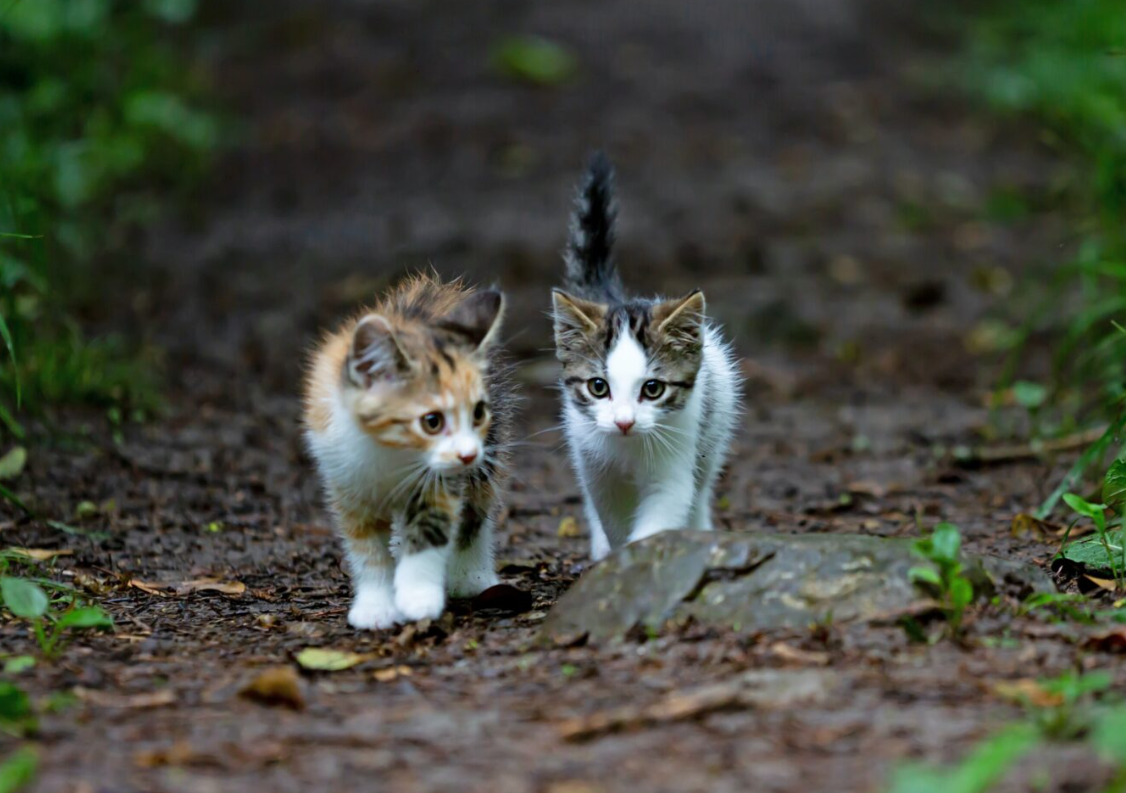 Безпритульних котів Чернівців пропонують визнати частиною екосистеми міста