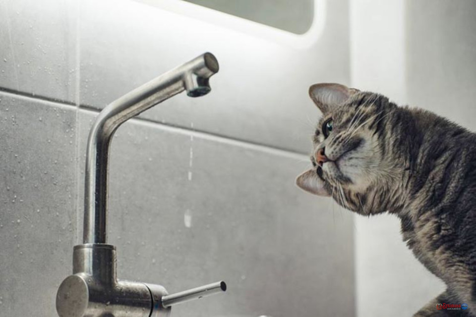 У Чернівцях понад добу не буде води на майже 40 вулицях