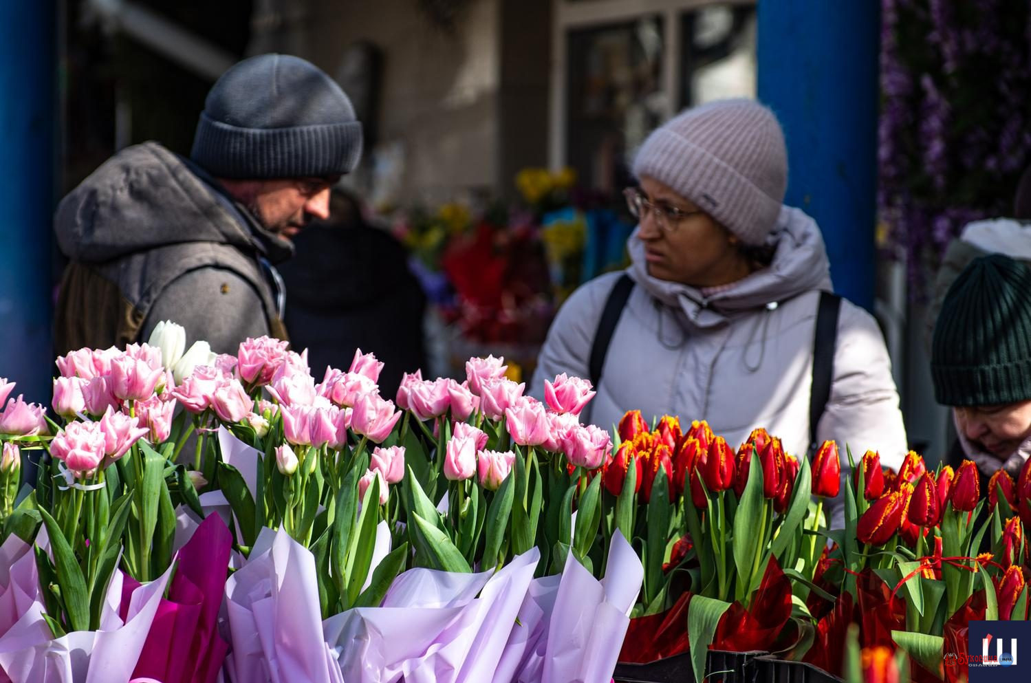 Восьмого березня вулиці Чернівців заквітчалися тюльпанами